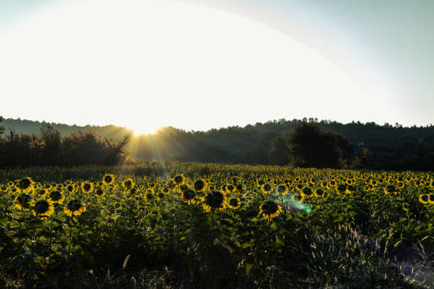 istock Sunflowers green field with sun flare sunrising 1016454342