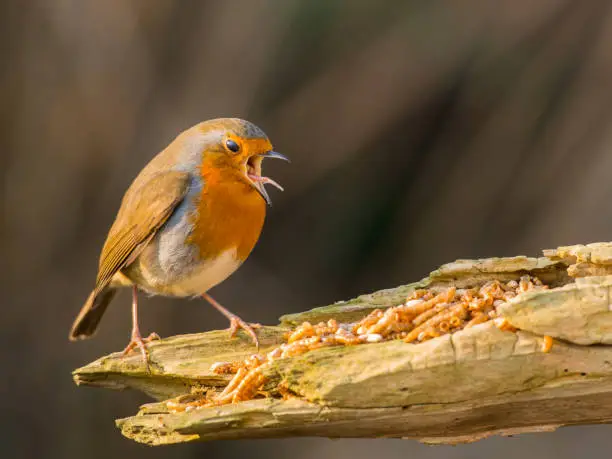 Robin (Erithacus rubecula) European robin