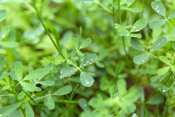 istock Green clover leaf field with dew drops on blur background. 1016460234