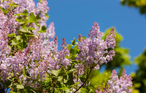 istock branches of blossoming lilac 1016470980