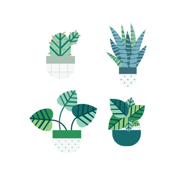 ilustraciones, imágenes clip art, dibujos animados e iconos de stock de cactus y suculentas conjunto con botes de bonitos estilo plano. elementos editables, iconos para el hogar jardín, paisaje - abstract backgrounds botany cactus