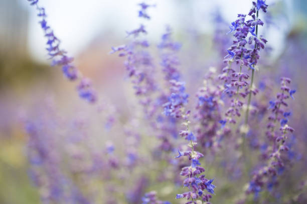Flowers in botanical garden
