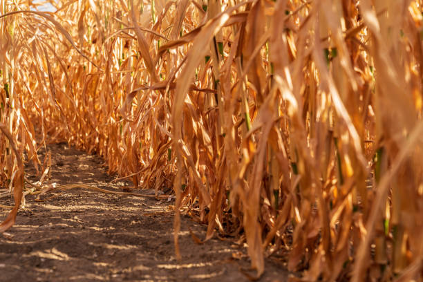 regarder un champ de maïs séché dehors après des semaines sans pluie - nature rain crop europe photos et images de collection