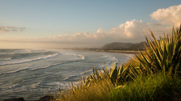 夕暮れ時、ニュージーランドの西オークランド ムリワイ ・ ビーチ - new zealand flax ストックフォトと画像