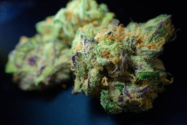 istock Close up of cannabis buds. 1016488520