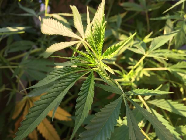 istock Cannabis plant leaves 1016491466