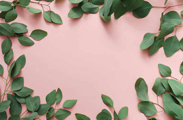 istock frame of eucalyptus leaves on pink background 1016491624
