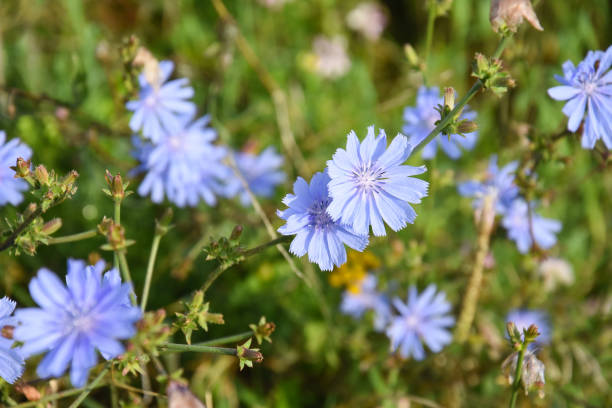 fleur bleue de chicorée (cichorium intybus) - succory photos et images de collection