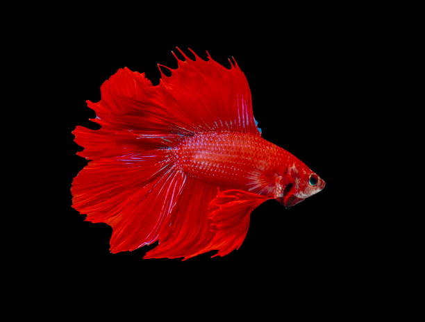 istock Fighting fish, red fish on a black background, color Siamese fighting fish. 1016497368