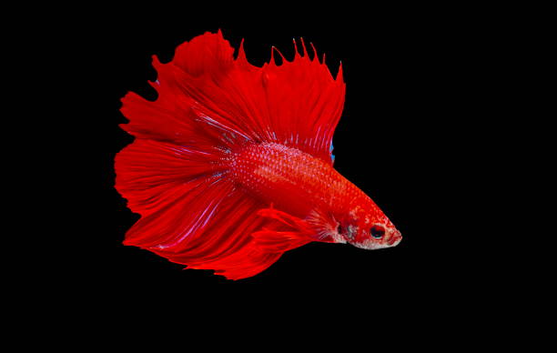 istock Fighting fish, red fish on a black background, color Siamese fighting fish. 1016497380