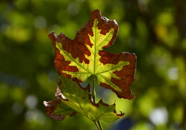istock Changing colors autumn leaves 1016497912