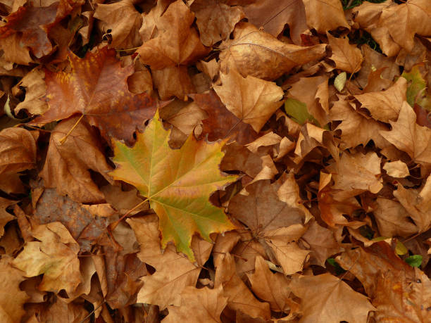 istock Close up of autumn leaves 1016497918