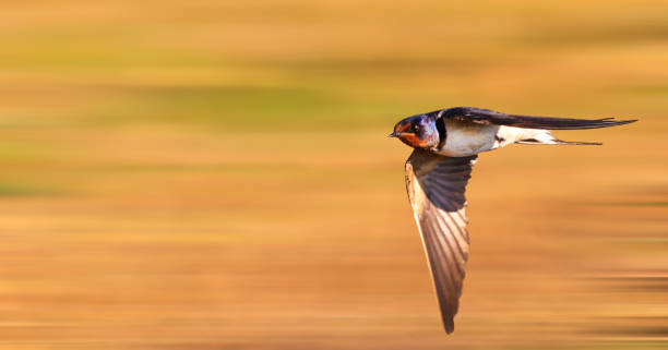 istock bird quickly flies over the summer grass 1016497968