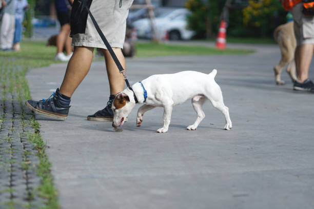 istock Jack Russell Terrier dog walking side by side with his owner 1016498480