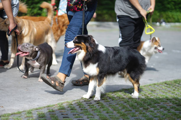 istock Border collie dog walking side by side with his owner 1016498594