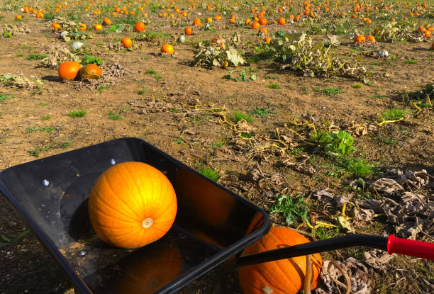 istock Pumpkins in a wheelbarrow. 1016501486
