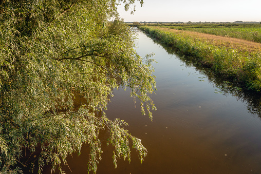 Branches of a willow tree hang over a stream at the end of a sunny summer day. The focus is on the leaves and branches in the foreground