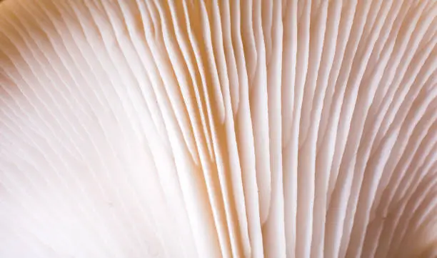 Oyster mushroom or Pleurotus ostreatus as easily cultivated mushroom