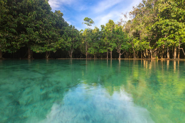istock Emerald Pool in Krabi Thailand 1016505192