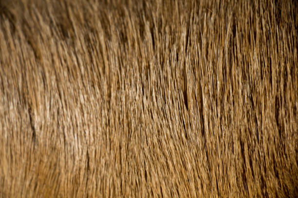 istock Decorative animal  fur as a background 1016509966