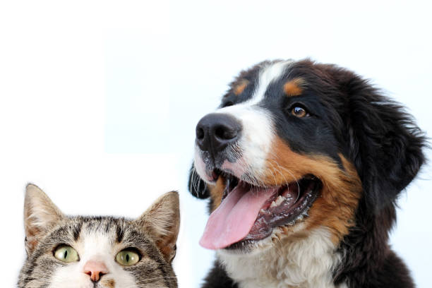 istock Bernese mountain dog and cat 1016510948