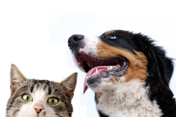 istock Bernese mountain dog and kitten on a white background 1016510950