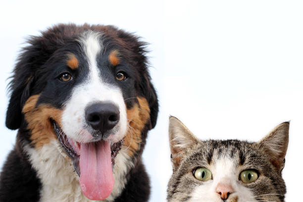 istock Bernese mountain dog and cat on a white background 1016510958