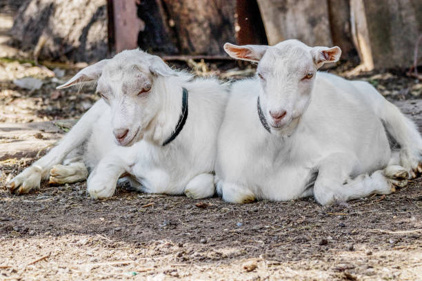 istock animals two white bellyless goat lie in the farmyard yard 1016522070