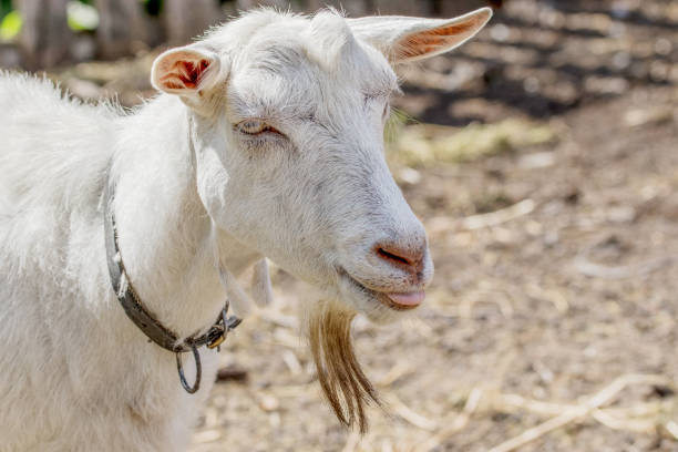 istock pet a white goat without horns