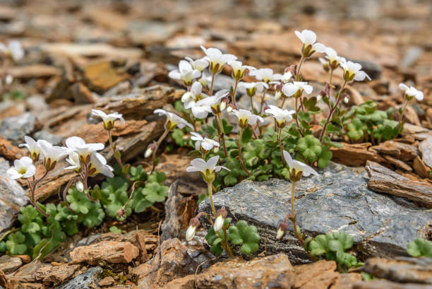 istock white flowers stones mountains close-up 1016522414