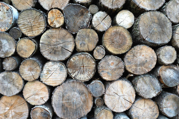 istock The ends of the felled trees 1016523224