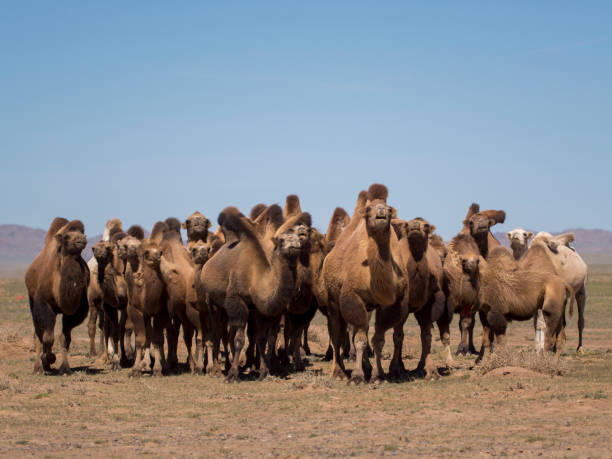 istock Camels in gobi desert, Mongolia 1016523338