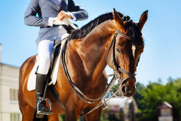 istock Professional horseman putting blue gloves on while riding horse 1016529184