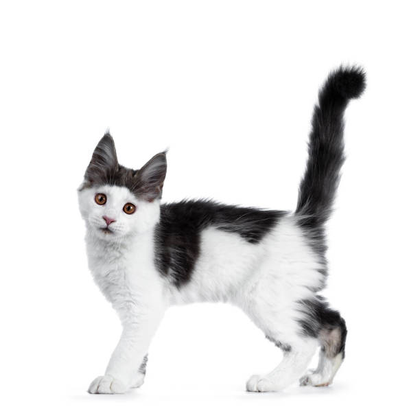 istock Funny and very expressive white with blue maine coon cat kitten standing / walking side ways with tail straight up in air, looking curious straight at lens, isolated on white background 1016529192