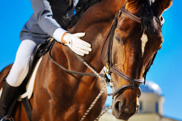 istock Caring equestrian calming his favorite horse before horserace 1016532302