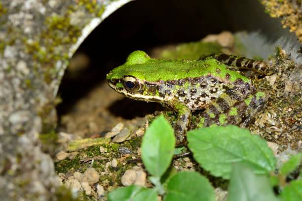 istock Swinhoe's frog 1016534638