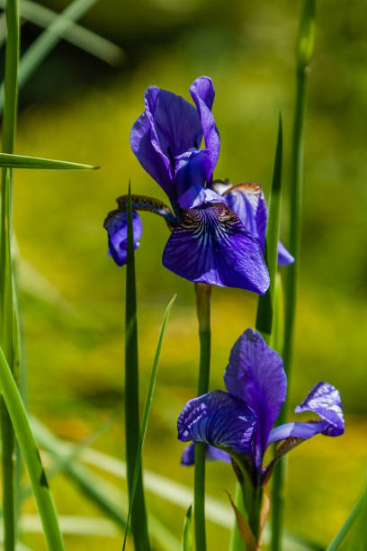istock Beautiful violet irises under the sun light 1016540350