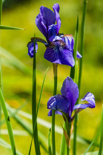 istock Beautiful violet irises under the sun light 1016540376