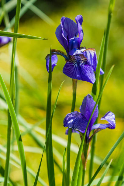 istock Beautiful violet irises under the sun light 1016540392