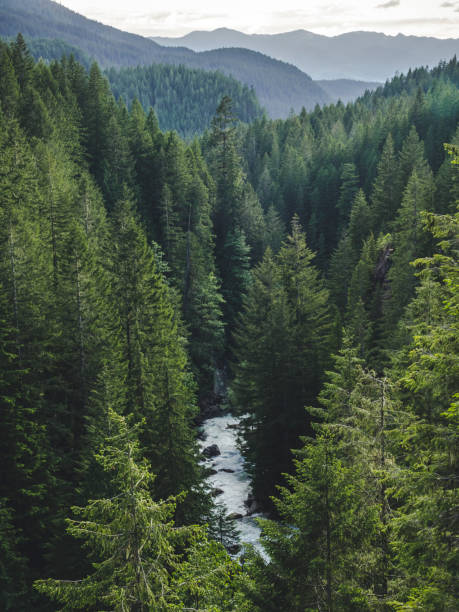 istock Washington Forest Valley River Landscape Portrait 1016541760