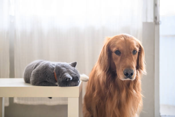 istock British short hair cat and golden retriever 1016542016