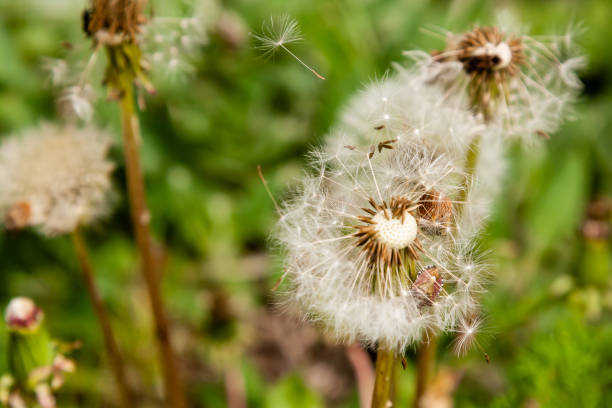 istock Macro dandelions on a background of green grass 1016542072