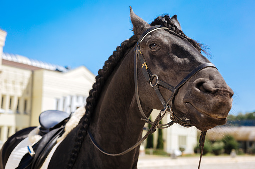 Dark-eyed horse. Black dark-eyed horse submissively standing on big race track before taking part in contest