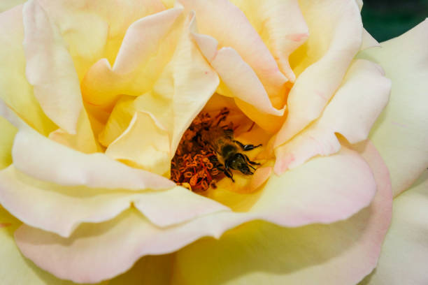 istock Flowering summer rose in bud 1016546698
