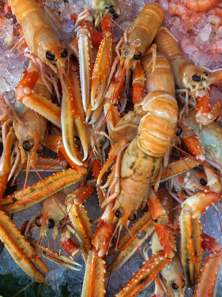 istock Frozen fresh raw shrimps on ice. 1016546952