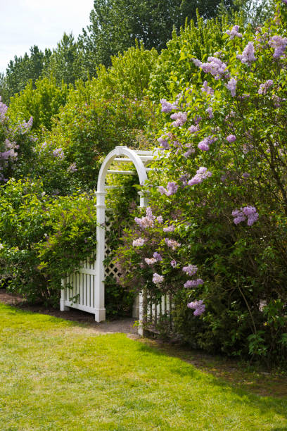 istock Arch in the green garden with blooming lilac 1016547334
