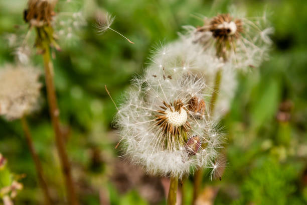 istock Macro dandelions on a background of green grass 1016547490
