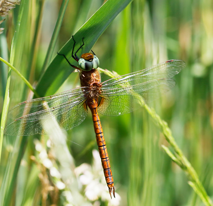 A brown and rather plain hawker, with largely clear wings and conspicuous green eyes. The yellow triangle on S2 is diagnostic, as are the colour and shape of the hind wing base. Males patrol marshy ditches, reedy lakesides and other lush, calm waters.\nField characters: Tot 62-66mm, Ab 47-54mm, Hw 39-45mm.\nHabitat: Ditches, marshes, ponds and lakes with rich vegetation. Favours swamps of Water-soldier (Stratiotes aloides) in most of its northern range.\nFlight Season: May to August in most of its range, most abundant in June; earlier than most Aeshnia.\nDistribution: Widespread but very local in much of its range, especially in south-west, often numerous where present. \n\nThis is not a very common Species in the described Habitats in the Netherlands.