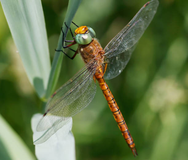istock Green-eyed Hawker Dragonfly (Aeshna isoceles) 1016547582
