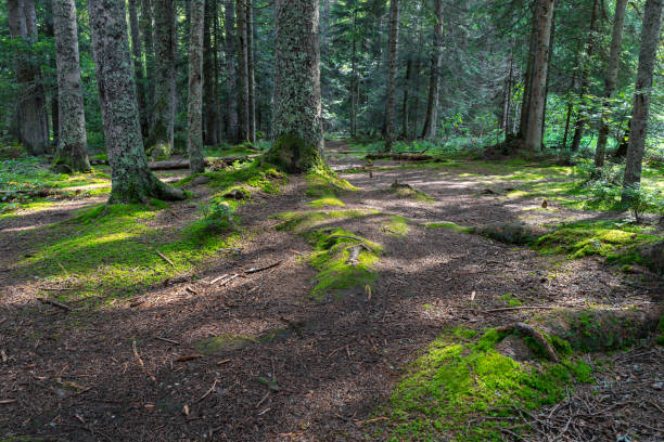 istock Green moss on ground in Serbian forest in sunny day 1016547586